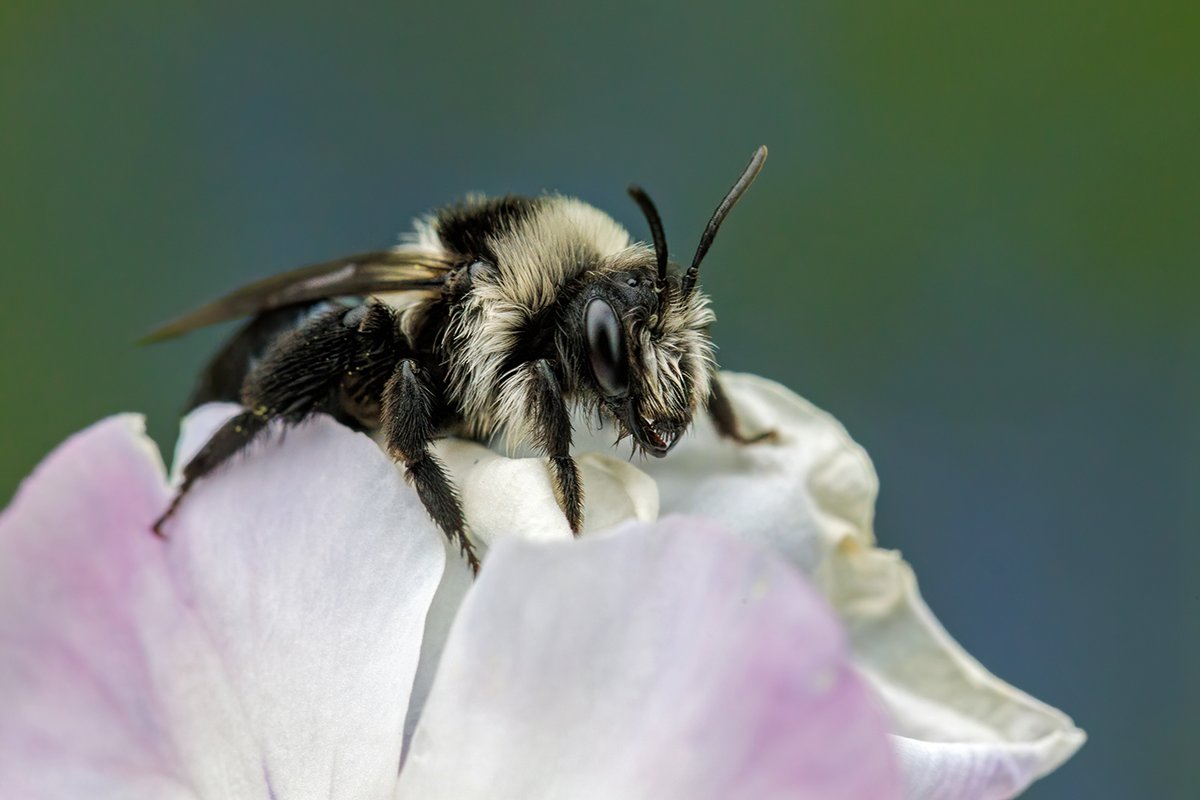 First Ashy Mining Bee (Andrena cineraria) that I've managed to photograph in the garden this year. Lovely! #Bees #SolitaryBees