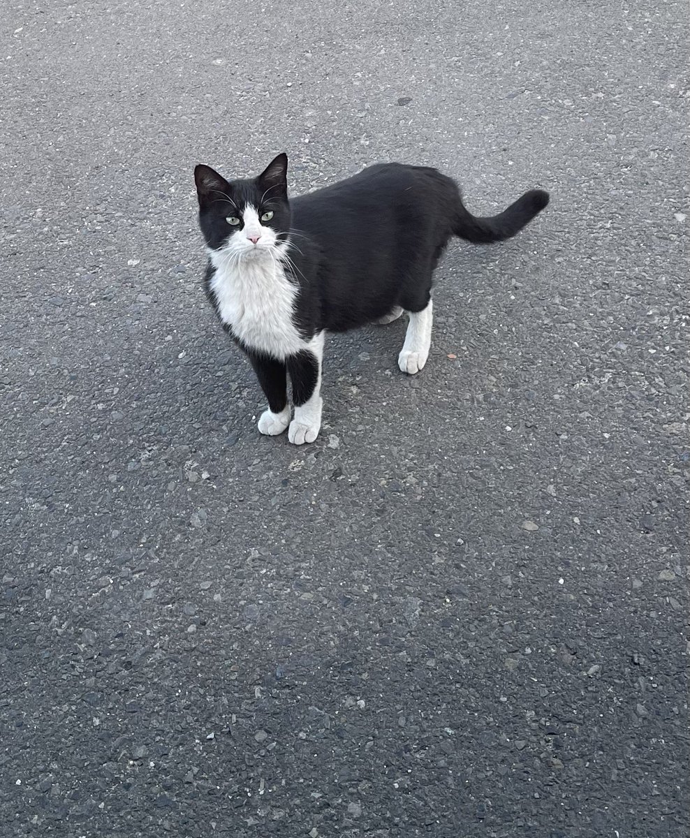 ビニールヒモが絡んでいた野良猫を助けた3日後に 私の大嫌いな蛇を生きたまま持ってきてた瞬間の野良猫