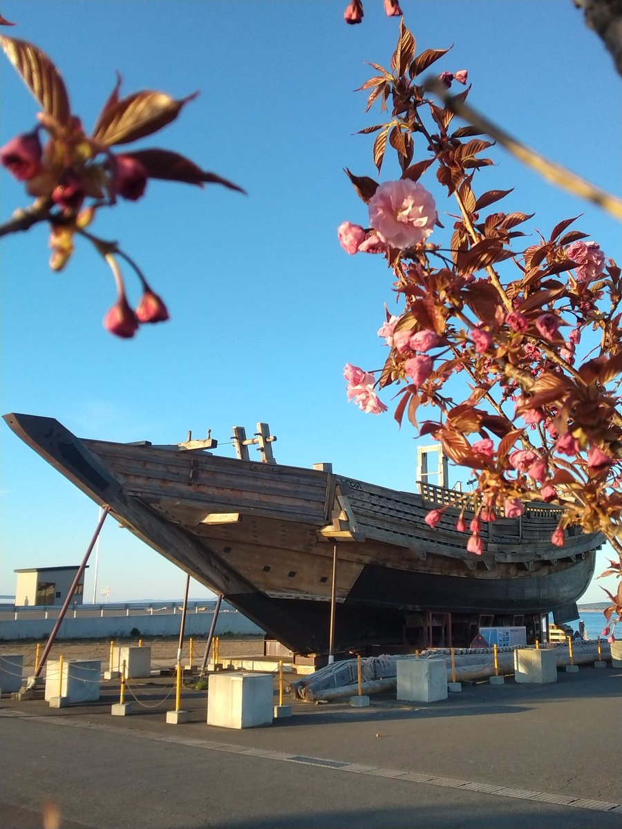 青森県宣伝班長速報🤩
北前船の八重桜🌸も開花
青空と一体になり見応えあります(*^^*)🥰