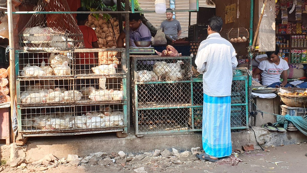 New in @NatureComms, findings reveal:
🐔Most chickens not previously exposed to #H9N2 are infected if in #WetMarkets for a day.
🐔Birds can become contagious within six hours.
🐔One in 10 birds arrive already infected.
nature.com/articles/s4146…
#AvianInfluenza #FoodSystems (2/3)