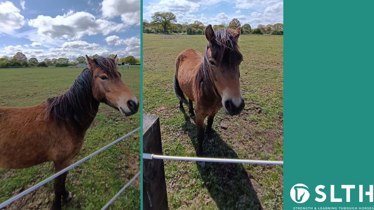 This handsome little fella has just joined the yard!  Meet Zal, we're sure he's about to become a firm favourite with lots of our young people!
#HealingHorses #equinetherapy