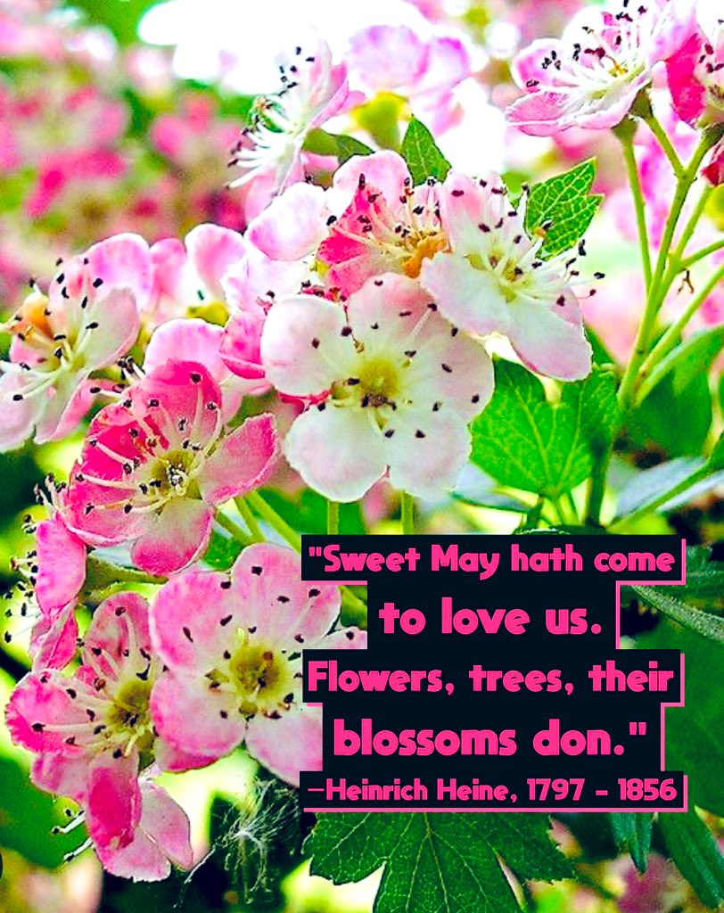 #DailyLoveNote 🩷🩷🩷 In the embrace of Sweet May's grace, Love whispers through each blooming space. Flowers unfurl, their colors spun, Nature's artwork under the sun. Trees adorned in leafy dress, Whisper secrets, joys to confess. Their blossoms dance in the gentle
