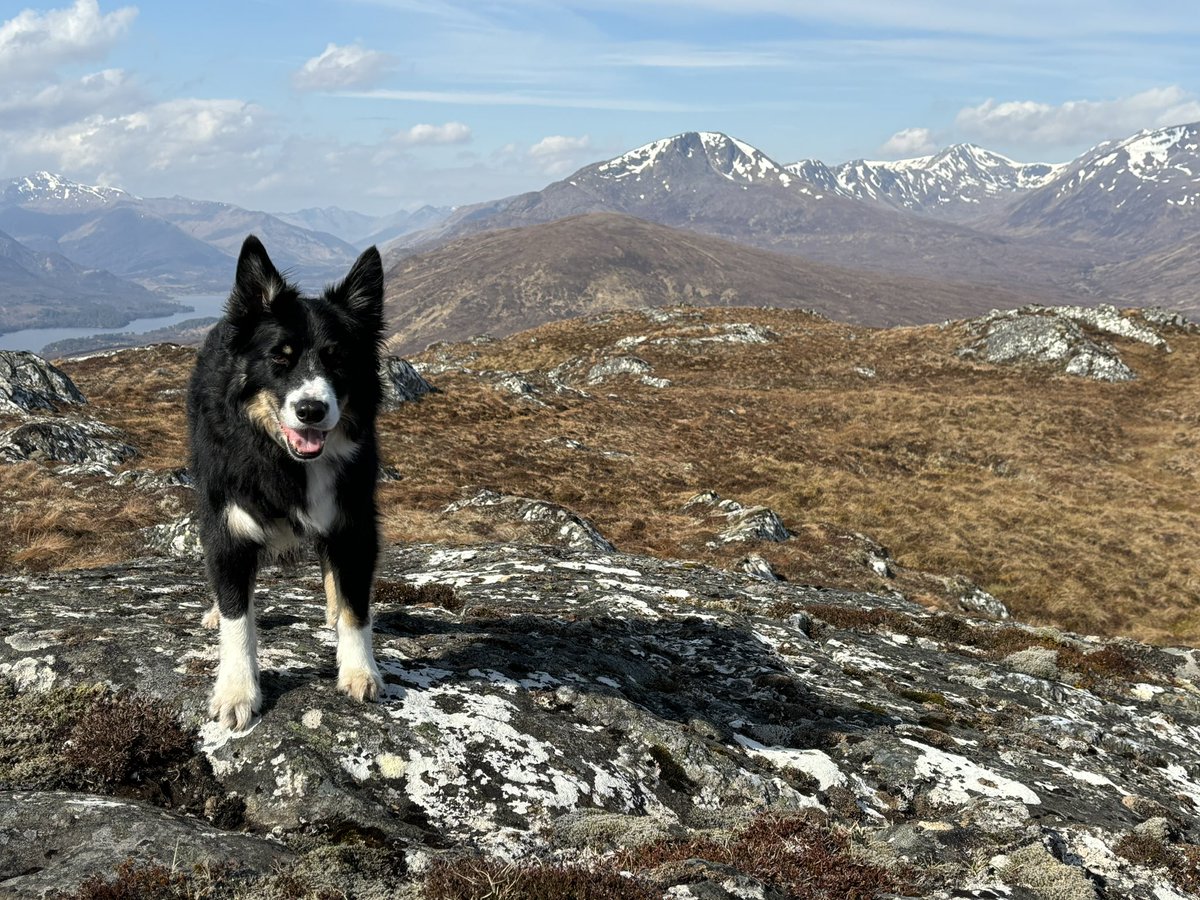 Ralph at the summit of the 100th Graham on his 2nd round. His is very pleased........that is his happy face. 🐾🤣 @Mountain_Scot #Grahams