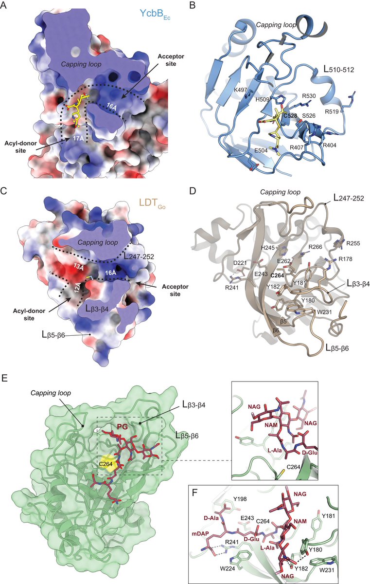 A distinctive family of enzymes catalyzing a new type of crosslink in the bacterial cell wall @CavaLab_MIMS @FelipecavaM @UmeaUniversity @scilifelab @mims_umea #bacteria #peptidoglycan #microbiology #biochemistry nature.com/articles/s4146…