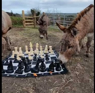 Nothing Just A Donkey Playing Chess😌🤭