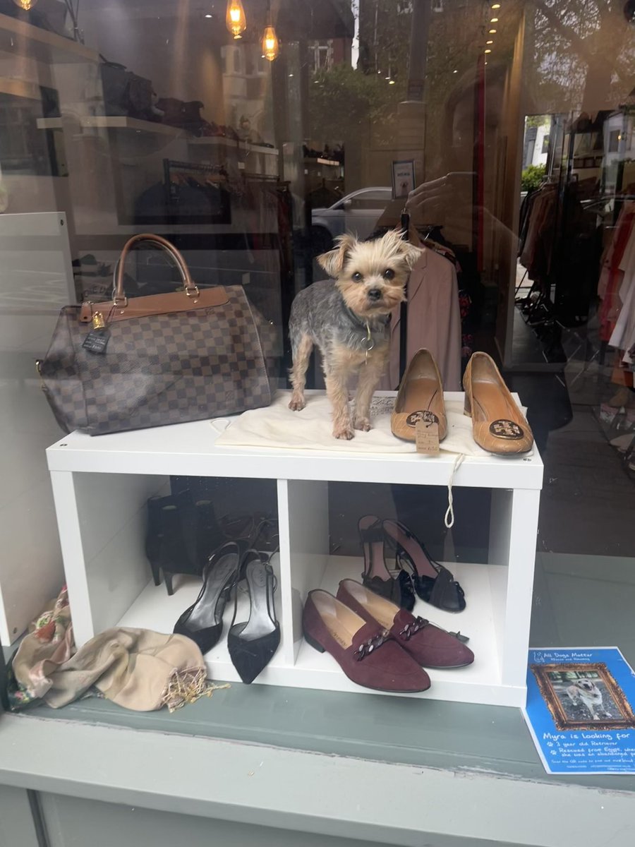 WE NEED YOUR DONATIONS! 📣 We are looking for donation of designer clothing and accessories for our Hampstead Pop-Up! We can take donations at either our office in N2 or in Hampstead at 42 Rosslyn Hill. All proceeds from our pop up go towards our rescue and rehoming work!
