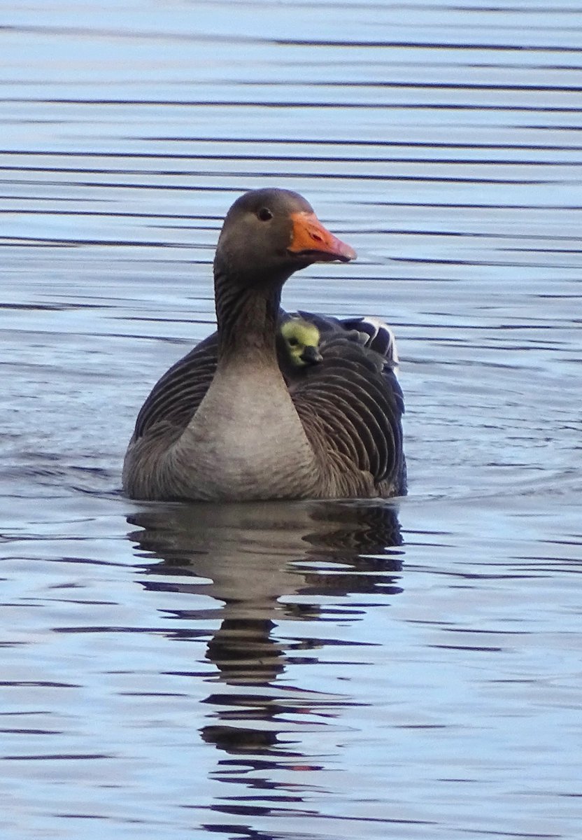 MarburyBirds tweet picture