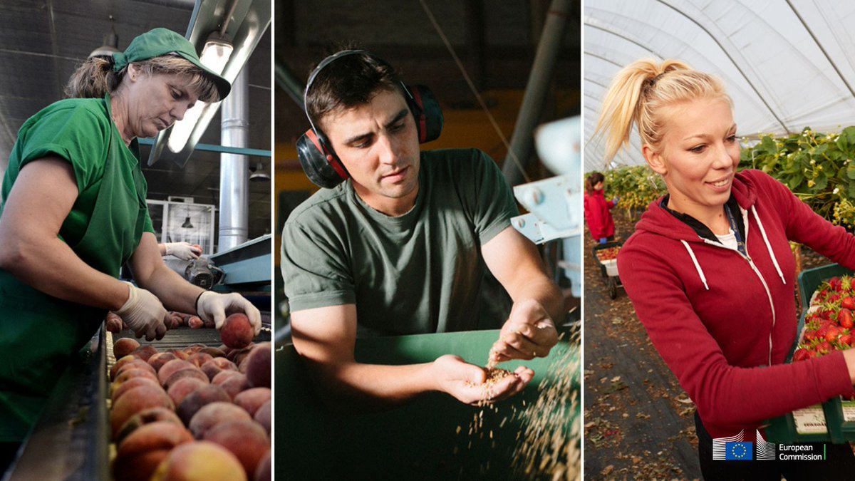 EU Agriculture🌱 (@euagri) on Twitter photo On #InternationalWorkersDay we pay a tribute to all the workers in the agricultural sector!
#CAP supports farm workers & the new social conditionality mechanism raises awareness of the need to ensure good and safe working conditions for them On #InternationalWorkersDay we pay a tribute to all the workers in the agricultural sector!
#CAP supports farm workers & the new social conditionality mechanism raises awareness of the need to ensure good and safe working conditions for them
