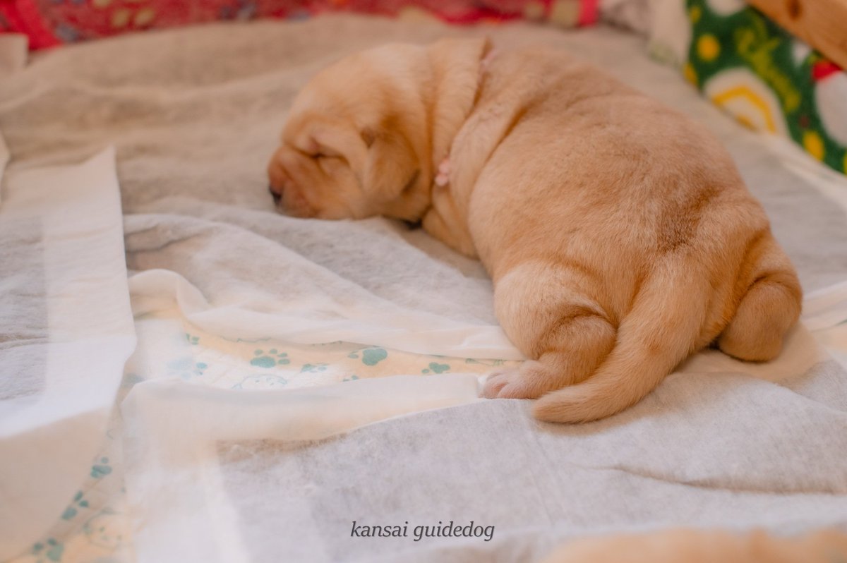 kansaiguidedog tweet picture