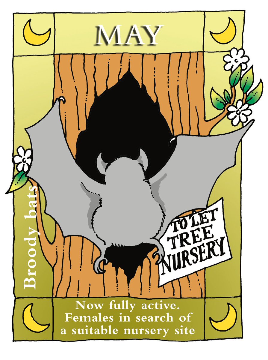 It's May! Bats are fully active and feeding. Females start forming maternity colonies and looking for suitable nursery sites, such as buildings or trees. Males roost on their own or in small groups.