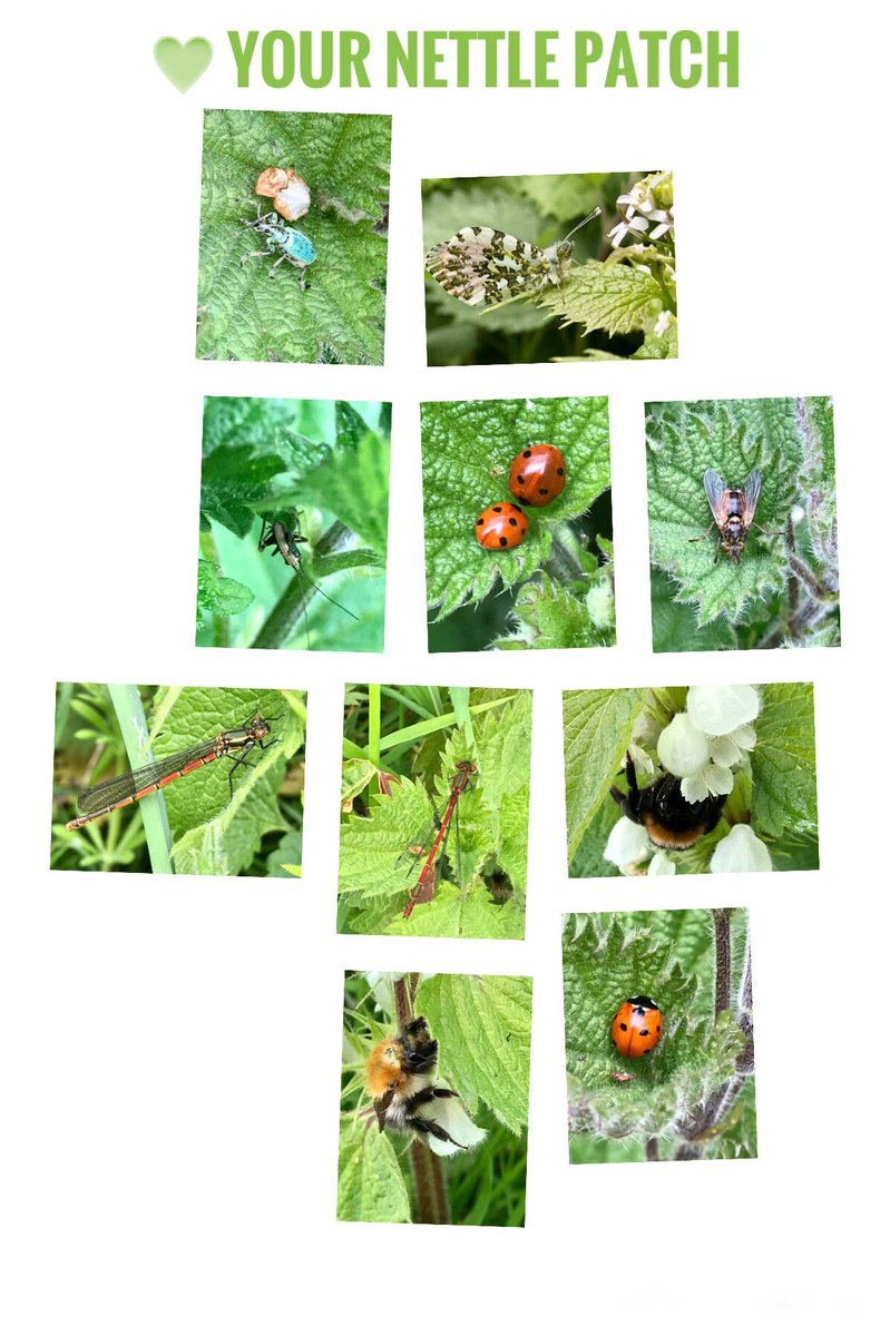 Have taken some time recently to pause next to patches of nettles peering in and around the leaves and  they have all been awesome mini wildlife havens. Great for bugs sheltering from the wind, the rain or just for catching some rays of sun #WildWebsWednesday