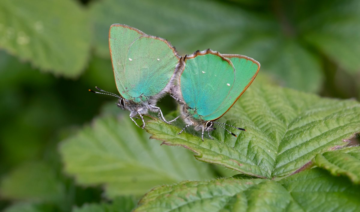 The sunshine has certainly made the butterflies make the most of their opportunities to mate. Orange-tips one day, the next day Green Hairstreaks. This shows them trying to split, after nearly 2 hours!! @savebutterflies @BCSussex @SussexWildlife @SxBRC