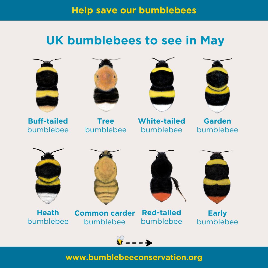 May is here and so are the Big Eight 🎱🐝 #BumblebeesAreBack This month, some queens will produce their first daughters (workers) while others will welcome new males 💼🚹 What bumblebees have you spotted so far this spring?