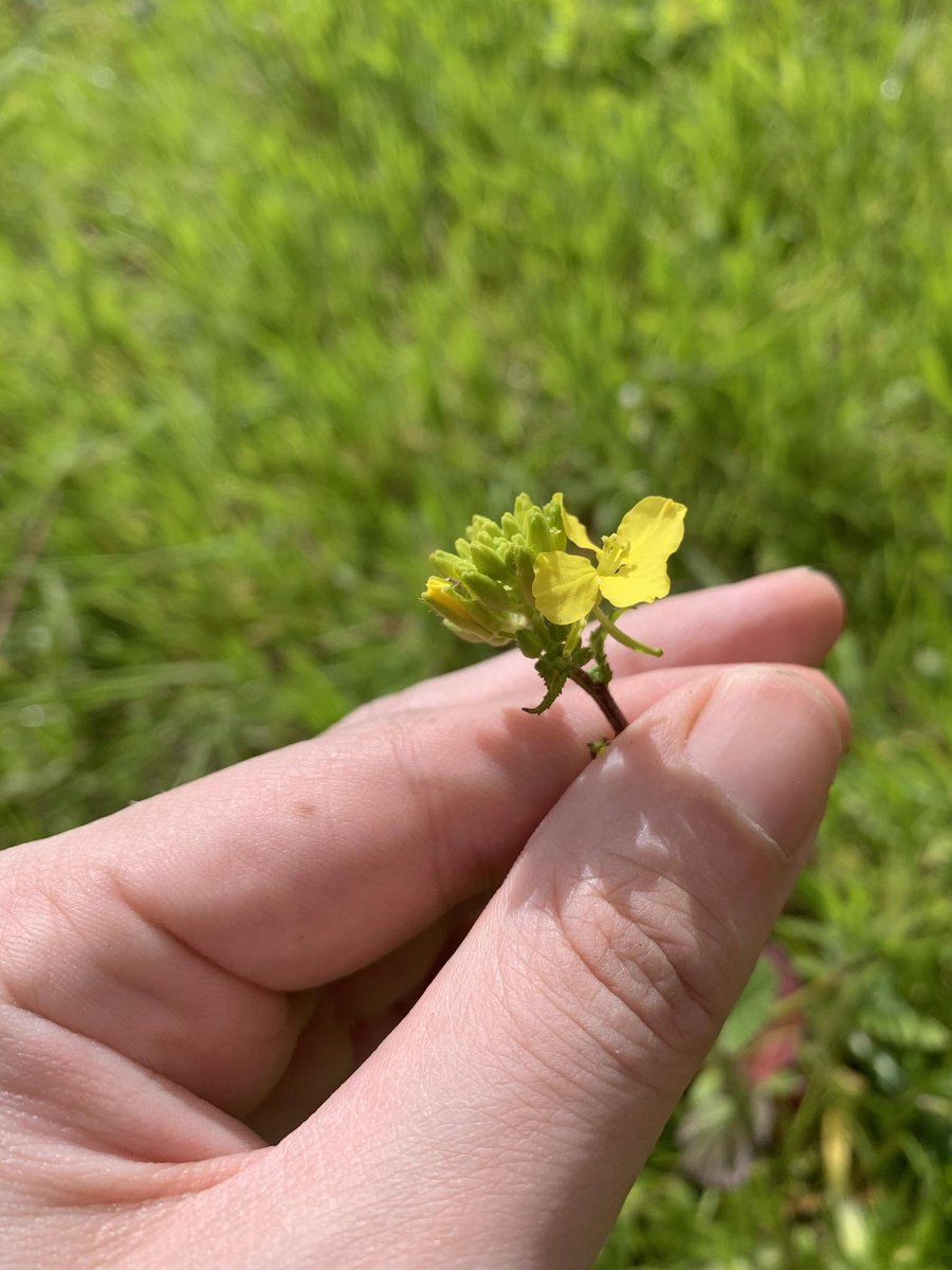 SteflovesPlants's tweet photo. Saw this flower in the garden. The flowers look like oil seed rape but the leaves looks nothing like it. Trying to ID it has proven difficult. https://t.co/Kq20Oj1nC0