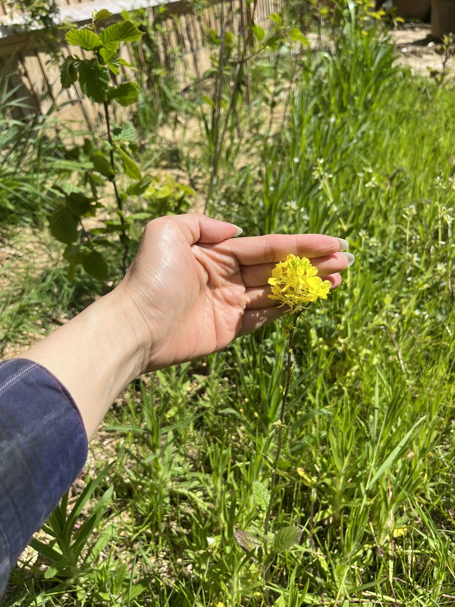 SteflovesPlants's tweet photo. Saw this flower in the garden. The flowers look like oil seed rape but the leaves looks nothing like it. Trying to ID it has proven difficult. https://t.co/Kq20Oj1nC0