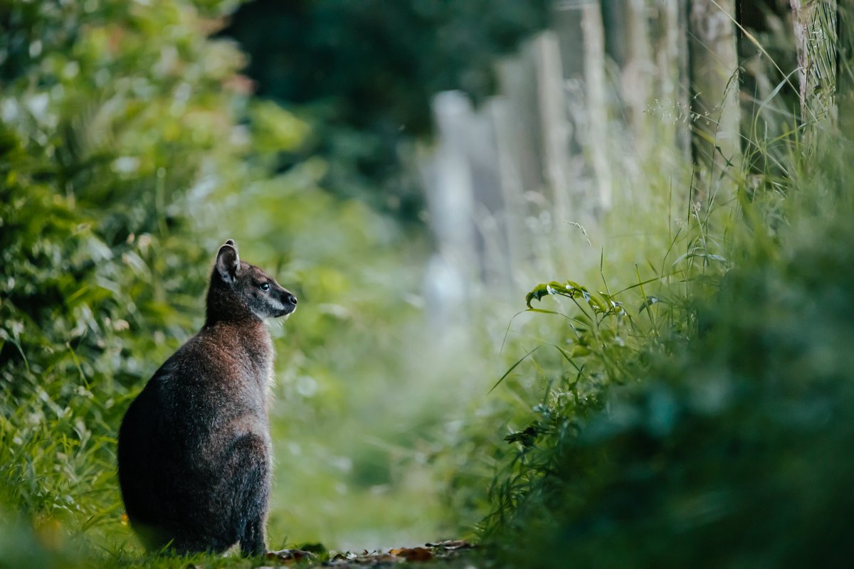 You never know who you might bump into on the Isle of Man. #isleofman #visitiom #IOMstory