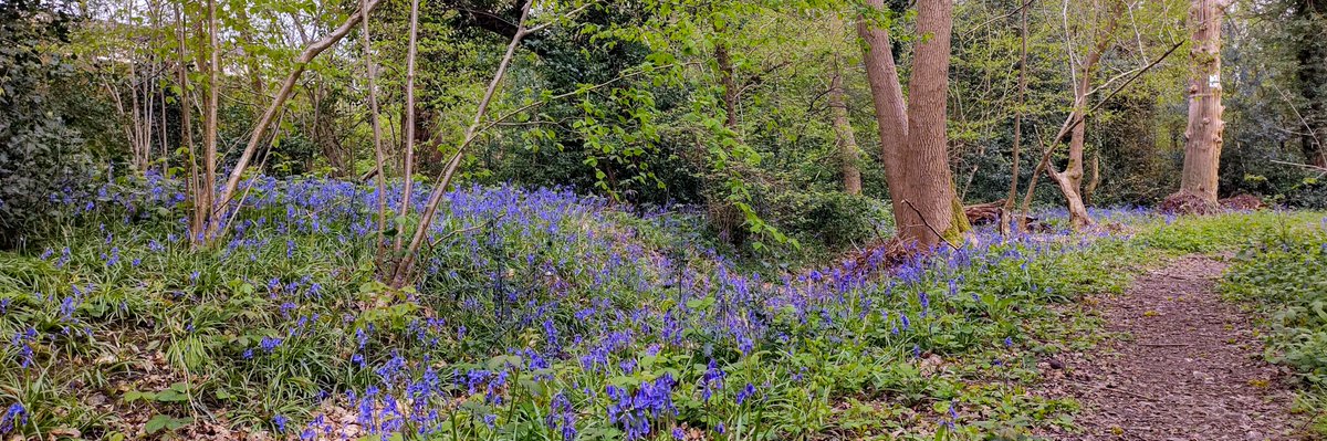 This month's header photo - #bluebells in Bleakfield Shaw, a tiny scrap of #AncientWoodland that forms part of #CoulsdonCoppice in #Coulsdon