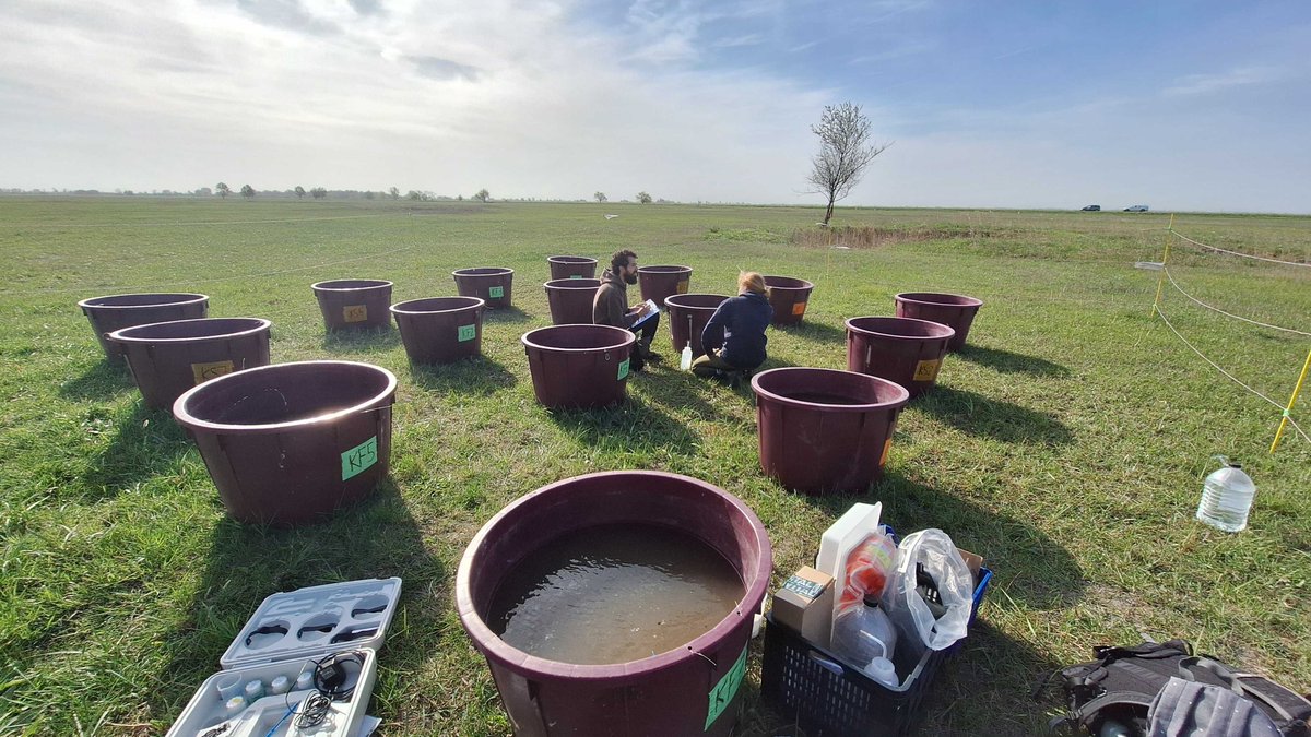 David Cunillera-Montcusí (@david_cunillera) on Twitter photo One #Pond to rule them all,
One #Disturbance (Salinization) to find them,
One #CentralityGradient to bring them all
and in #Apaj bind them.
#MetaHeroes field experiment fully ongoing! This Tuesday we salinized the mesocosms ! Let's see🤞🏿<a href="/MSCActions/">Marie Skłodowska-Curie Actions</a>
LOTR photo by: <a href="/hhuong152/">Thu-Hương Huỳnh</a> One #Pond to rule them all,
One #Disturbance (Salinization) to find them,
One #CentralityGradient to bring them all
and in #Apaj bind them.
#MetaHeroes field experiment fully ongoing! This Tuesday we salinized the mesocosms ! Let's see🤞🏿<a href="/MSCActions/">Marie Skłodowska-Curie Actions</a>
LOTR photo by: <a href="/hhuong152/">Thu-Hương Huỳnh</a>
