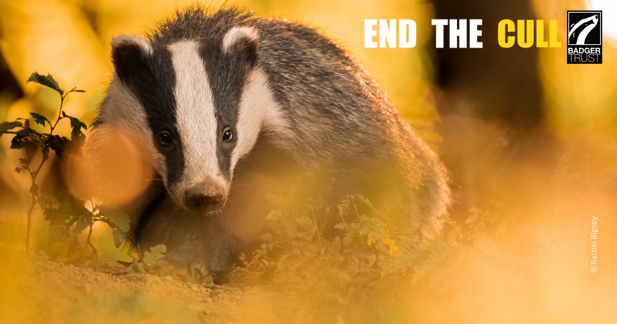 With help from South Yorkshire Badger Group, @BadgerTrust @SheffHuntSabs @MD_badgers the article offers insight on local efforts to #EndtheCull 🦡