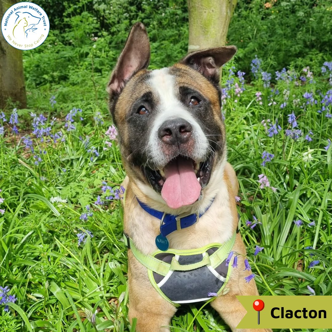 Baloo is a 4-year-old Akita cross. He hasn't had the best start to life, but we have learnt he's a big cuddly boy and deserves a nice home. He loves his walks, is very active, and loves to sniff. 🐶💙 nawt.org.uk/rehoming/anima… #nawt #dogs #animalcharity