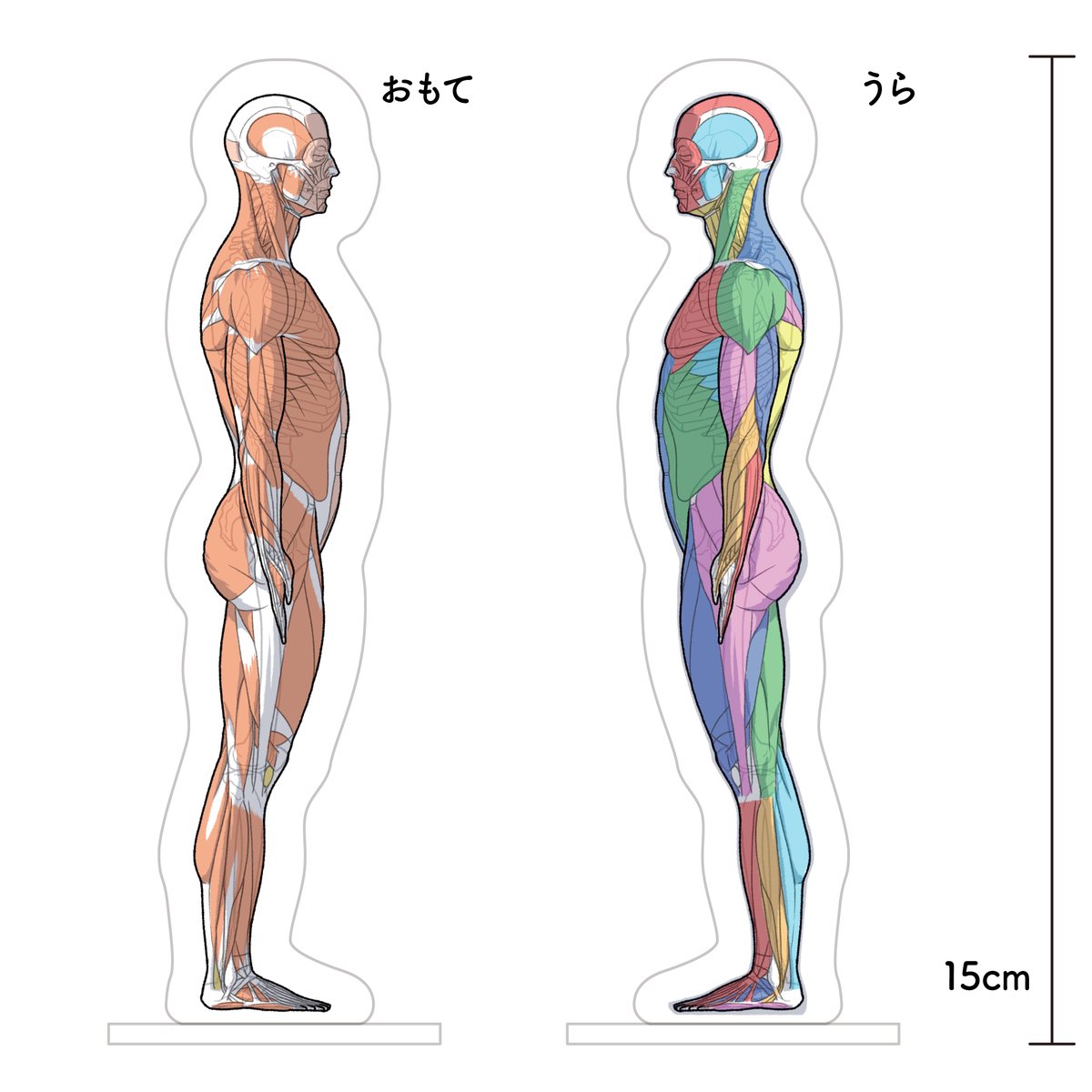 artanatomylab tweet picture