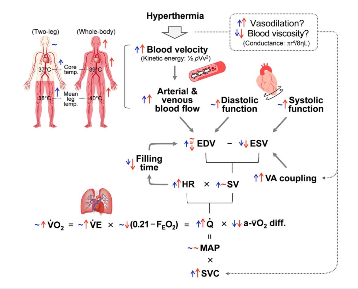 Oli Gibson (@iamolivergibson) on Twitter photo Our new paper in <a href="/JPhysiol/">Journal of Physiology</a> from @CHPER_Brunel, expertly led by Kazuhito Watanabe, <a href="/NunoKochEsteves/">Nuno Koch Esteves</a> and Prof José González-Alonso
Heat‐related changes in the velocity & kinetic energy of flowing blood influence the human heart's output during hyperthermia physoc.onlinelibrary.wiley.com/doi/10.1113/JP… Our new paper in <a href="/JPhysiol/">Journal of Physiology</a> from @CHPER_Brunel, expertly led by Kazuhito Watanabe, <a href="/NunoKochEsteves/">Nuno Koch Esteves</a> and Prof José González-Alonso
Heat‐related changes in the velocity & kinetic energy of flowing blood influence the human heart's output during hyperthermia physoc.onlinelibrary.wiley.com/doi/10.1113/JP…