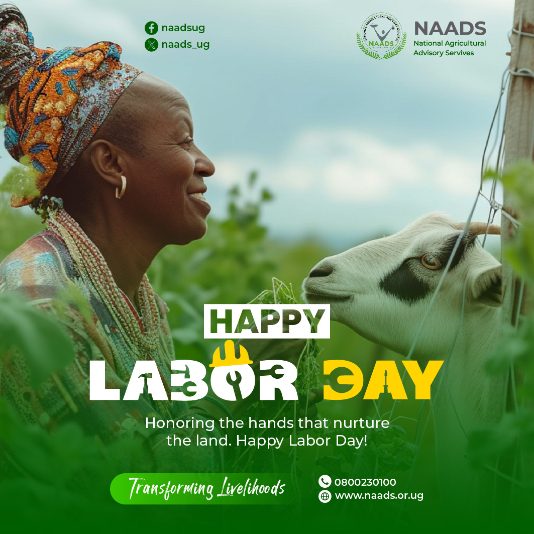 On this Labor Day, we honor the sweat and toil of those who work the land, cultivating crops and nurture the livestock. Your labor is the foundation of our agricultural heritage.

Happy Labor Day!!

#HappyLaborDay 
#NAADS 
#Letsfarmtogether 
#agriculture