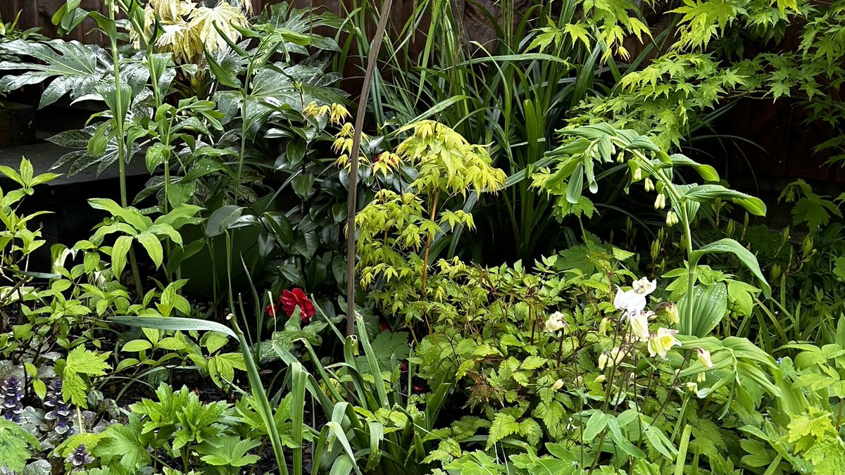 Morning! Sun is finally out thank god #gardens #GardeningX #garden #mygarden #GardenersWorld
