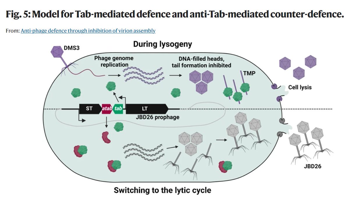 Anti-phage defence through inhibition of virion assembly @theMaxwellLab @pramalpatel #phages #antiphage #prophages #phagedefence #bacteria #microbiology #virology nature.com/articles/s4146…
