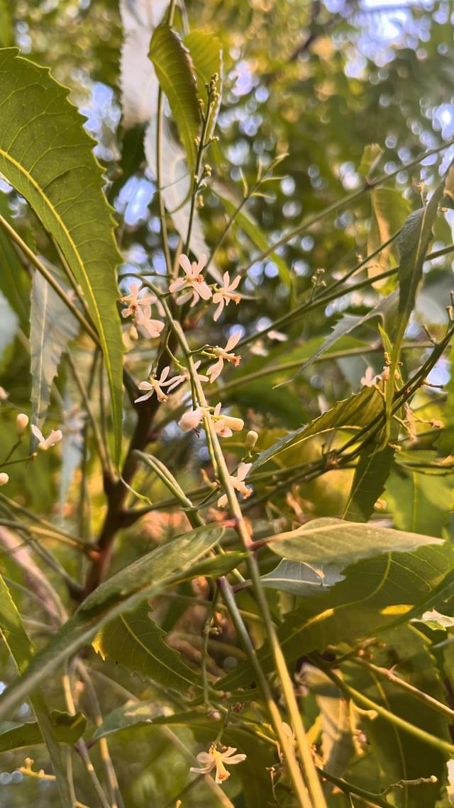 ikisvisadi's tweet photo. I love the neem when their flowers bloom. https://t.co/rXoq6mnhgF