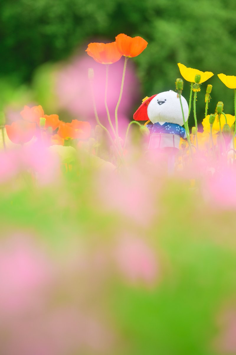 5月最初のお花は和文具さんとポピーです〜🌼
今日は東京の方はお天気どんよりでしたが、お花の写真で少しでも心が明るく晴れると嬉しいです〜✨
#お文具といっしょ