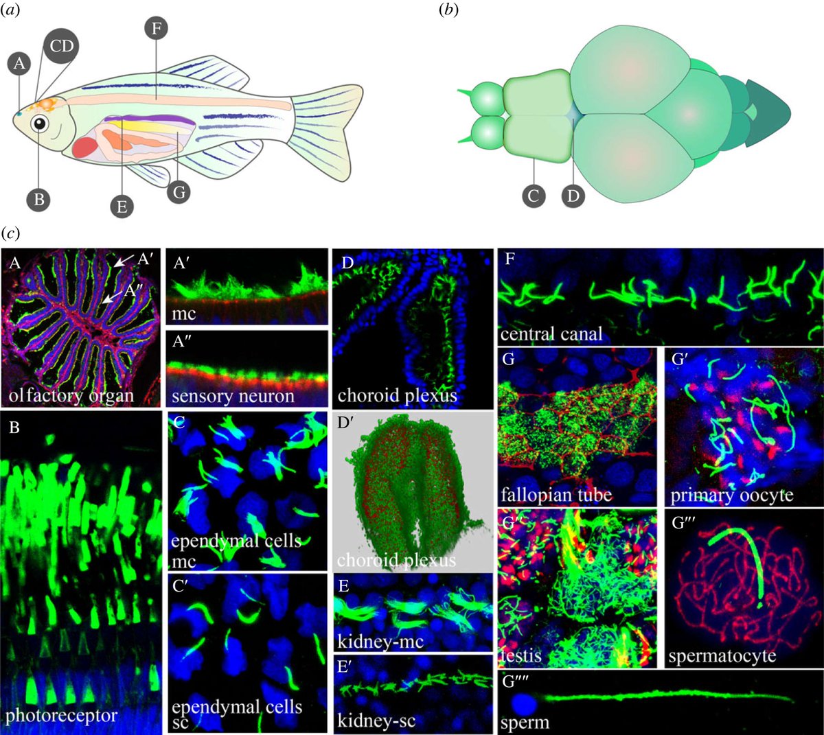 #OpenBiology Review - The role of cilia during organogenesis in zebrafish: ow.ly/tS7u50RnOKy #DevBio #genetics