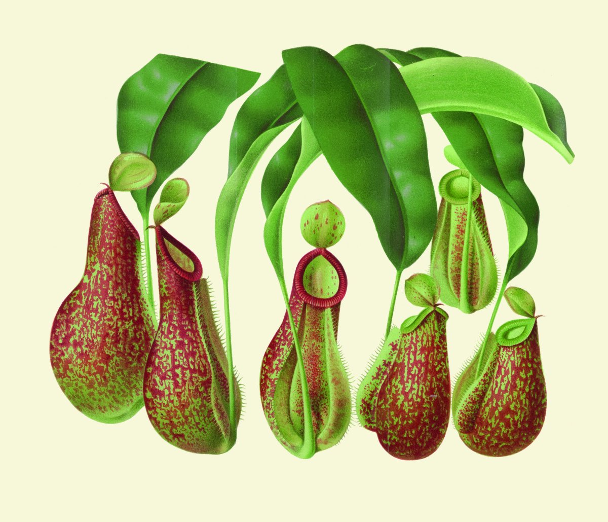 Many tend to associate carnivorous plants with the #Venusflytrap but there are over 600 other meat-eating species. Illustrated below, Nepenthes (or 'monkey cups' plant) consumes mainly insects🦟, but larger specimens have also adapted to devour rodents! #WorldCarnivorousPlantDay