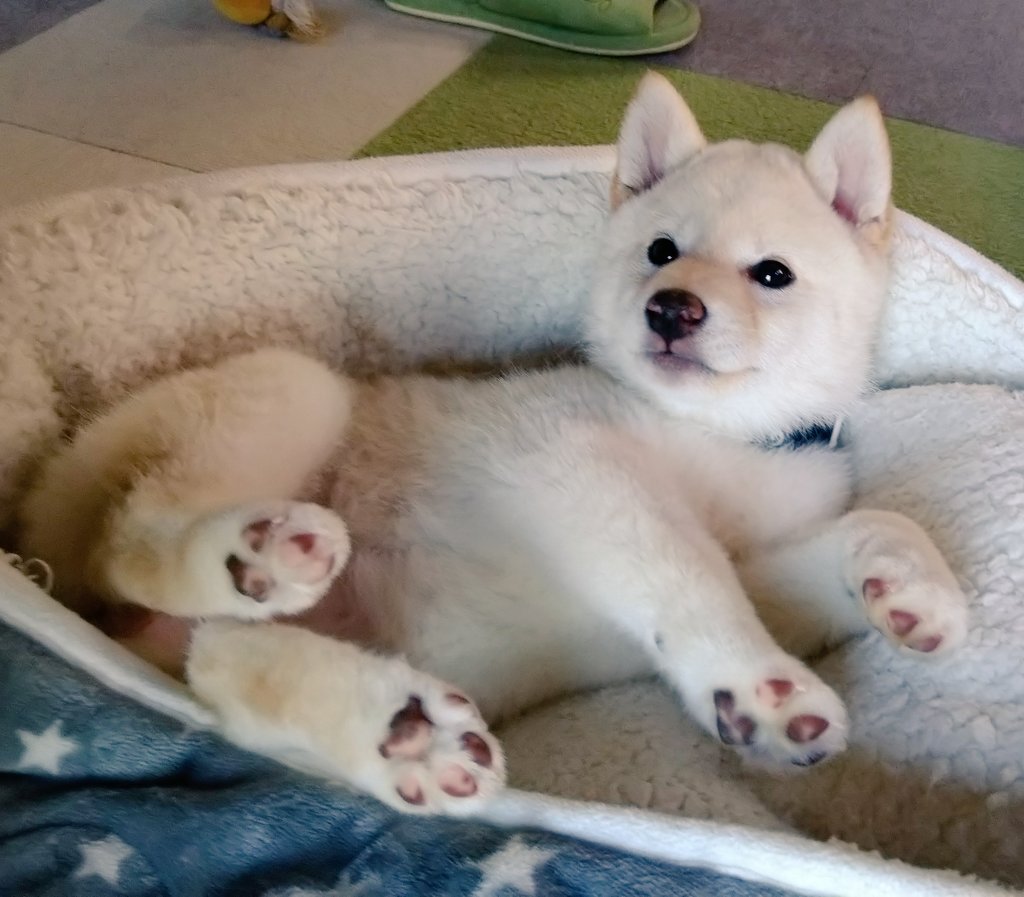 今日も一日お疲れさま
#柴犬