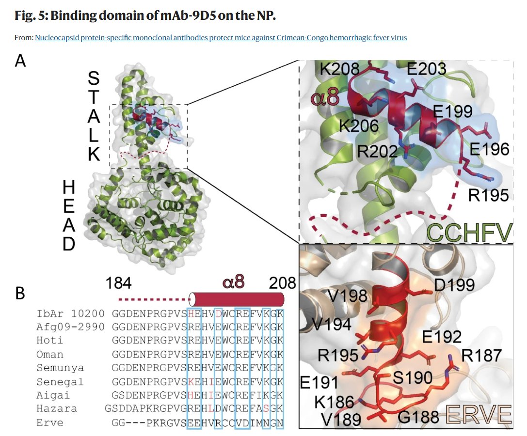 Monoclonal antibodies targeting a conserved viral protein provide protection against Crimean-Congo hemorrhagic fever virus in an animal infection model

<a href="/UCRiverside/">UC Riverside</a> 

#CCHFV #virology #immunology #antiviral

nature.com/articles/s4146…