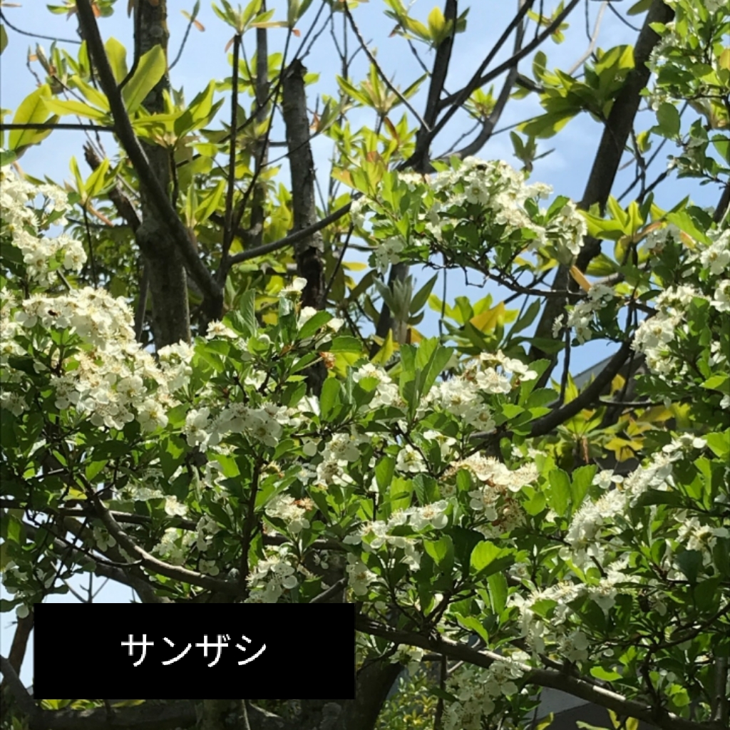白く小さな花がサンザシの木を覆うように咲いています。 【サンザシ】生薬名：サンザシ（山査子）；薬用部位：偽果 #京都大学 #薬学部 #サンザシ #山査子 #花の写真