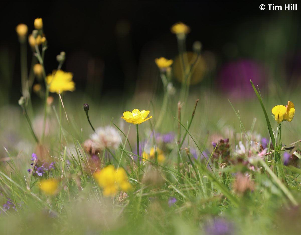 🌼Embrace the wild side of your garden with #NoMowMay! 🌱Join us and @Plantlife in leaving the lawnmower in the shed & letting your lawn burst into bloom. 🐝By giving wildflowers the chance to thrive, you'll be creating vital habitats for pollinators! 👉ow.ly/4Ba050Rs9Jr