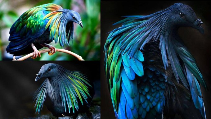 The Nicobar pigeon is found on small islands and in coastal regions from the Andaman and Nicobar Islands, India, the Solomons and Palau. 

It is the only living member of the genus Caloenas and the closest living relative of the extinct dodo.