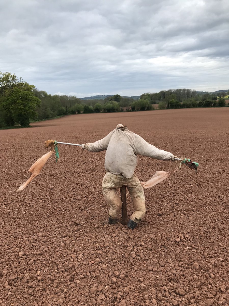 Townendhopfarm's tweet photo. Got Simon out, but he’s had a night out and looking a bit worse for wear !!
#herefordshire #bloodycrows https://t.co/xaDXkzTClc