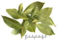 [1:4]
The dominant flavonoids in bay leaf extract are believed to be responsible for the effect of blood glucose regulation.