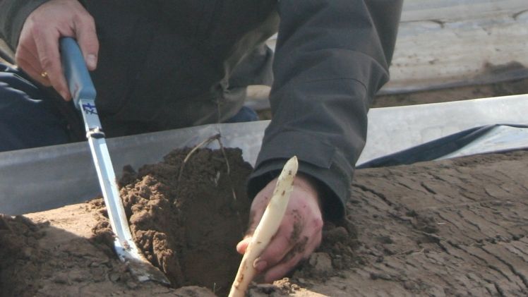 "Tag des Deutschen Spargels": Zweite Runde am 3. Mai dlvr.it/T6Fgp4