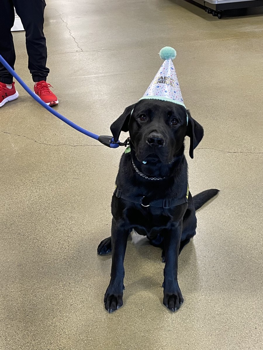 Okay, okay, the Canucks lost. 
Here, have a puppy. In fact, have a #PADS birthday boy puppy!
Found this cutie at @PetSmart in #MapleRidge today. 
Happy Birthday Good Boy! 10/10
#WeRateDogs
#volunteer
@PADSdogs 
@dog_rates