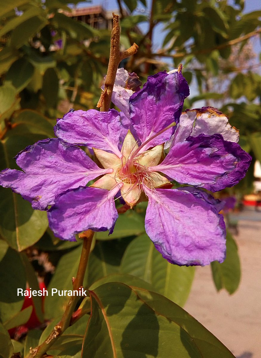 महाराष्ट्र दिनाच्या हार्दिक शुभेच्छा 🙏💐 #rajeshpuranikphotography 📸💞 #flowers महाराष्ट्र राज्य फुल: ताम्हण 🌸 🌸 🌸 🌸 ताम्हण (किंवा तामण, जारूळ बोंद्रा / बुंद्रा या नावांनीही परिचित) (शास्त्रीय नाव : Lagerstroemia speciosa किंवा Lagerstroemia reginae)