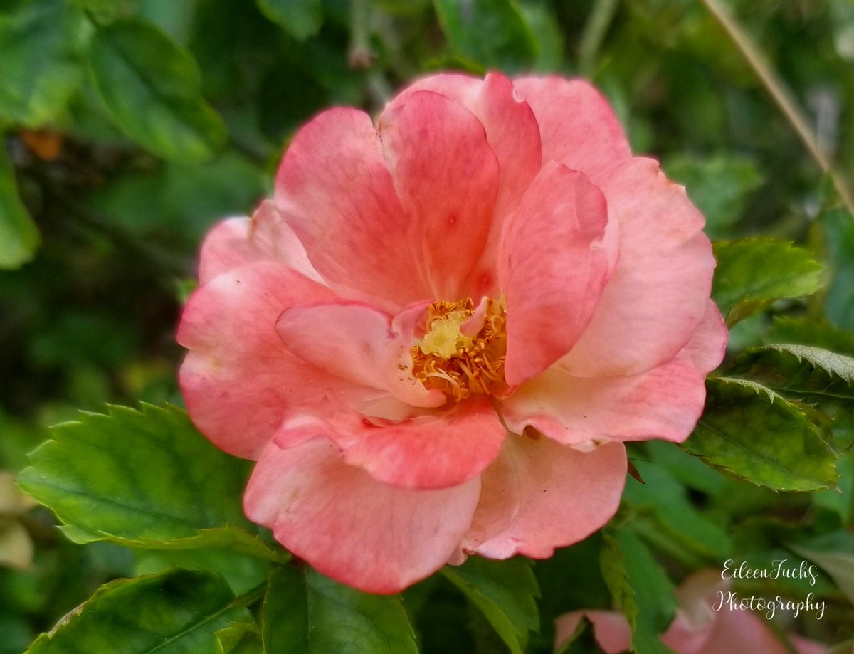 'A garden to walk in and immensity to dream in--what more could he ask? A few flowers at his feet and above him the stars.' -Victor Hugo 😍🌿🌺🍃🌸🌿😊 #RoseWednesday #photography #flowerphotography #Flowers #rose #gardening #NaturePhotography