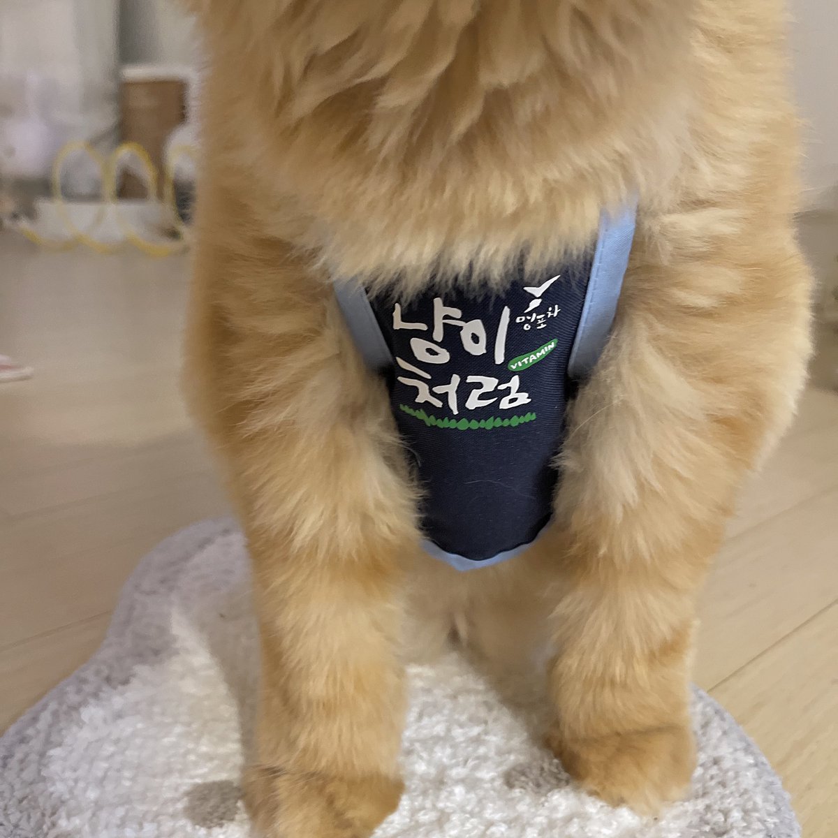 펫페어 가서 이상한앞치마 사왔어여
참으려고 했는데..
상호북실과 잘어울릴것 같아서 어쩔수없엇다