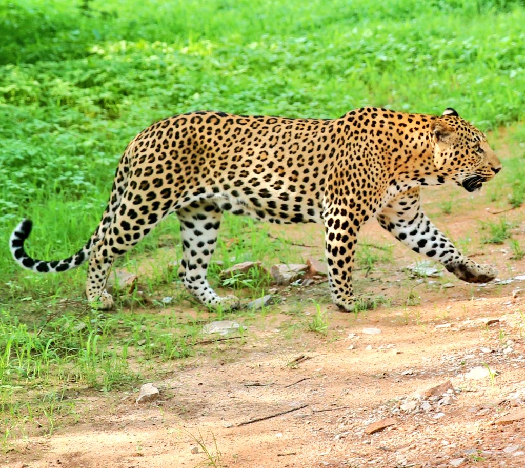 ʙᴇ ғɪᴇʀᴄᴇ, ʙᴇ ғᴇᴀʀʟᴇss, ʙᴇ ᴀ ʟᴇᴏᴘᴀʀᴅ. 🐾 🐆

#Leopard #Panther #Tiger #Lion #BigCats #PantheraTrails #jhalanaforest #Jhalana #amagarh #ranthambore #jaipur #rajasthanwildlife #ThePhotoHour #TwitterBirds #Rajasthan #wildlifeindia  #Sariska #Nahargarh #wildrajasthan