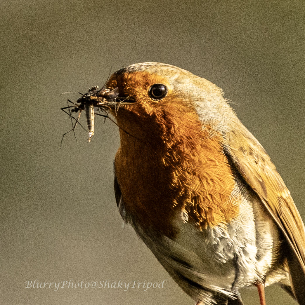 It's that time of year when every beak is full! #AvianDeliveroo #NeedyNestlings #ExhaustedParents #Weardale #NorthPennines

@NENature_
@Natures_Voice @durhamwildlife @NorthPenninesNL @BBCSpringwatch 
@Chrysal08959925