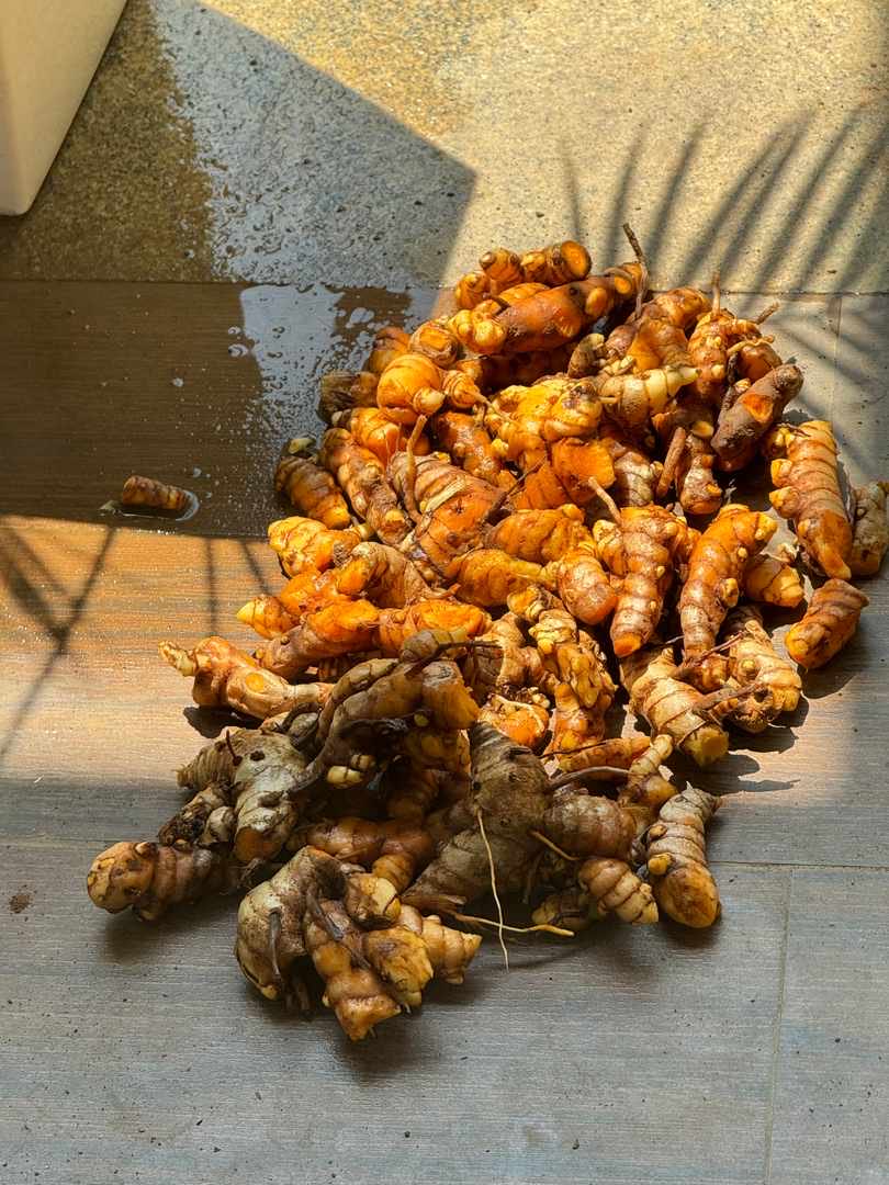 Fresh Turmeric from garden and from just 1 plant