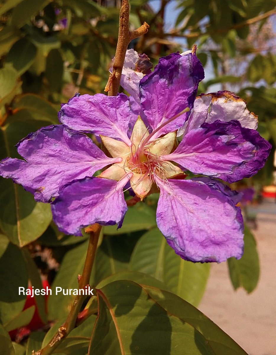 #महाराष्ट्रदिन #rajeshpuranikphotography 📸💞 #flowers महाराष्ट्र दिनाच्या हार्दिक शुभेच्छा 🙏💐 महाराष्ट्र राज्य फुल: ताम्हण 🌸 🌸 🌸 🌸 ताम्हण (किंवा तामण, जारूळ बोंद्रा / बुंद्रा या नावांनीही परिचित) (शास्त्रीय नाव : Lagerstroemia speciosa किंवा Lagerstroemia reginae)