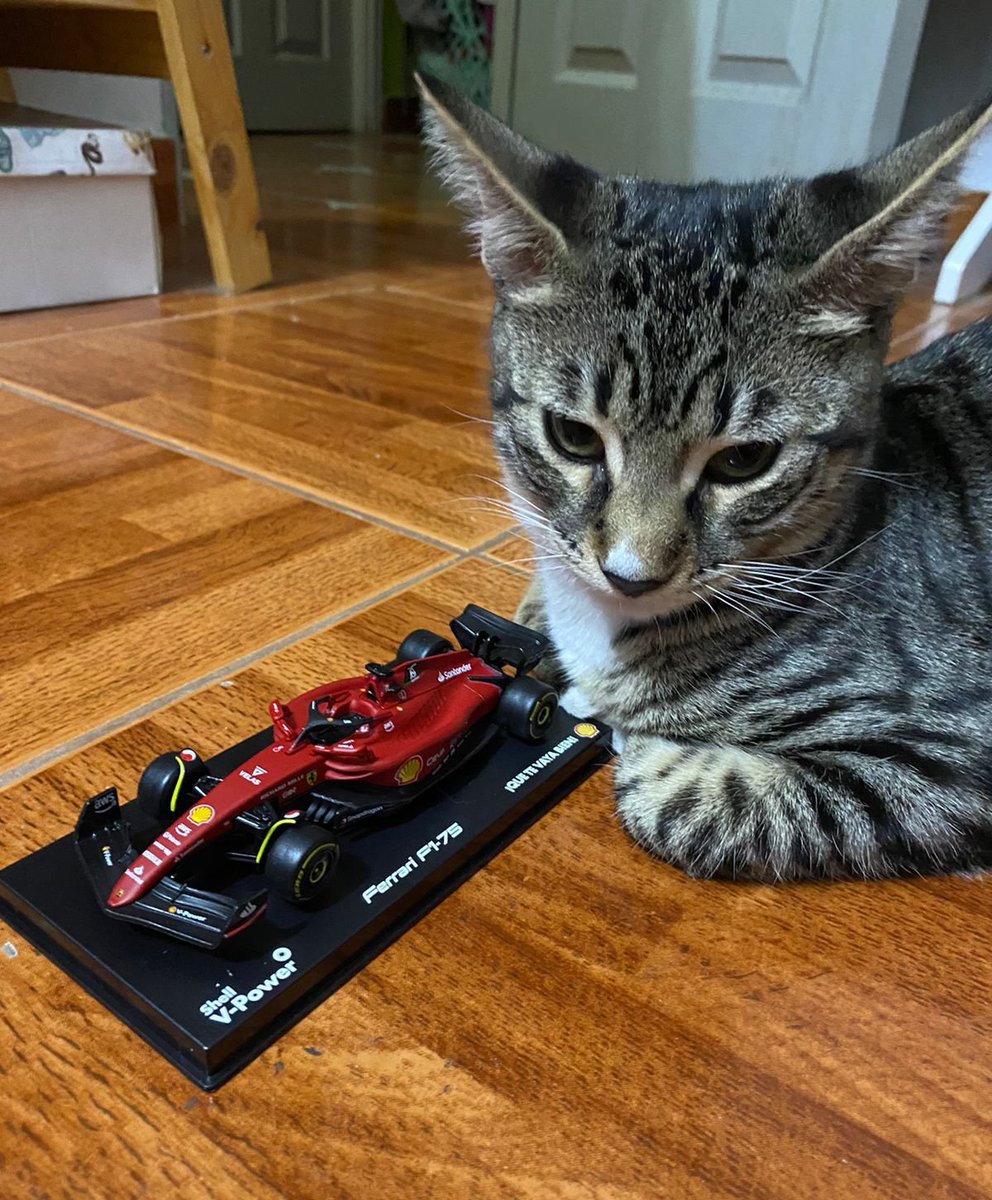 HakuCriptoCat's tweet photo. Do you like Purraris? ( I say Ferraris)
#Cripto #Followme #Memecoin #SolanaMemeCoins #Cat #Kitty #token #BTC #Trading #TradingStrategy #pumpfun #Crash #Bullrun #Bearmarket #Solana https://t.co/2vll6NaoAT